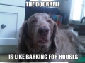 Really high dogs