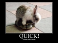 Quick!