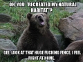 Sarcastic Captive Bear