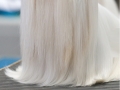 Saruman's dog