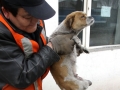 Story of a stray dog