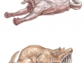 Shark Cats