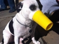 Seriously pi**ed off dogs
