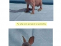 Shaved rabbit