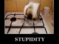STUPIDITY