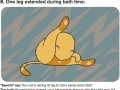 Cat behaviours explained