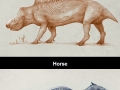 Shrink-wrapped animals