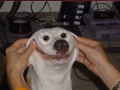 Smiling dogs