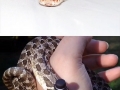 Snakes wearing hats