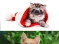 Sloth faces on kittens