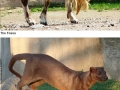 Weird animals