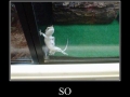 So