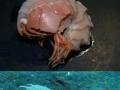 Deep sea creatures