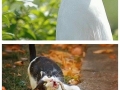 Animals that said not today