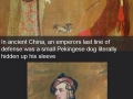 Dog Facts