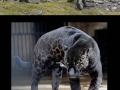 Melanistic animals
