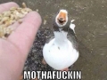Aw yiss!