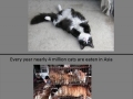 Facts about cats