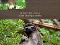 Stuff about sloths