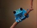 Small fact frog
