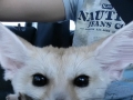 Truth about fennecs