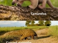 Lesser known animals