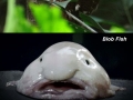 Weird animals