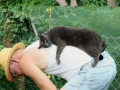 Cat logic