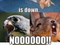Star Fox is down!