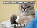 Success Cat