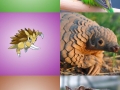 Real life Pokemon