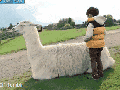 A ride on the llama..