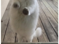 Cats locked out