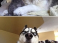 Huskies are funny dogs