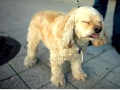Pets in mid sneeze