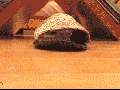 Kitten stuck in a slipper