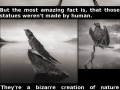 Bizarre creatures