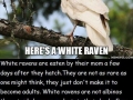 White ravens
