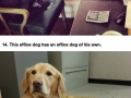 Every office should have a dog