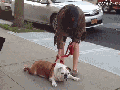 Lazy bulldog