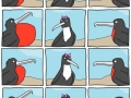 Male birds flirting