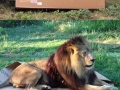 Even big cats love boxes