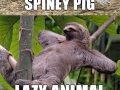 Animals, german to english