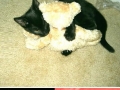 Before & after photos of pets
