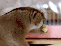 Loris eating a banana