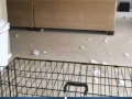 Dog owners can relate