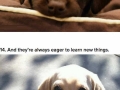 Labradors are the cutest
