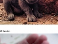 Baby animals