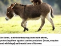Mini donkeys