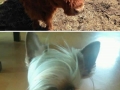Animals with fabulous hair